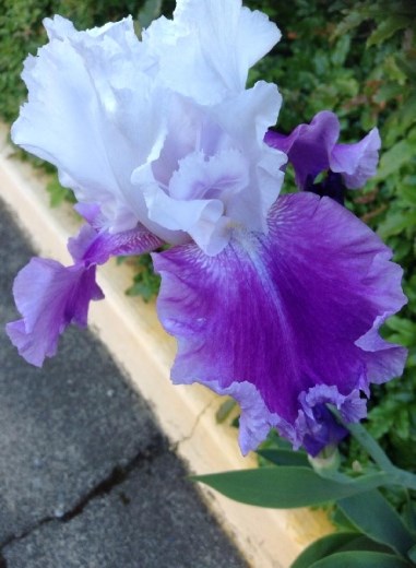Iris, the school is filled with purple flower!