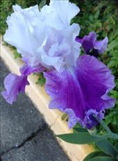 Iris, the school is filled with purple flower!: by ciel, Views[427]