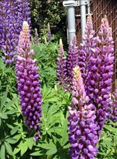 How colorful a place can get, and how amazing our nature can presents!: by ciel, Views[395]