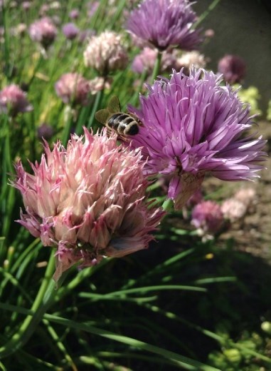 I got so close to the flower in order to get a picture of the bee. Bumper that its back facing me :( but it's ok! I love our bees. I love this picture.