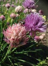 I got so close to the flower in order to get a picture of the bee. Bumper that its back facing me :( but it's ok! I love our bees. I love this picture.: by ciel, Views[428]