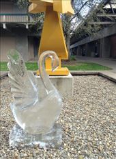 I think not much people noticed the ice swan although it was right outside the door.: by ciel, Views[203]