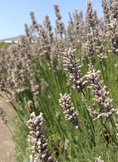 Lavender. One of my favorite flower of all time.