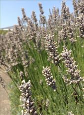 Lavender. One of my favorite flower of all time.: by ciel, Views[201]