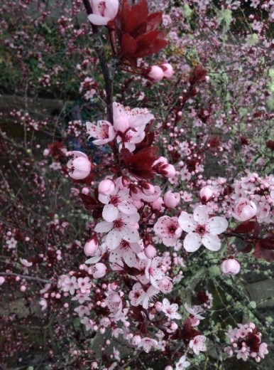 Beautiful new bloom flower! So sad that the trees were moved and cut down for the construction :(