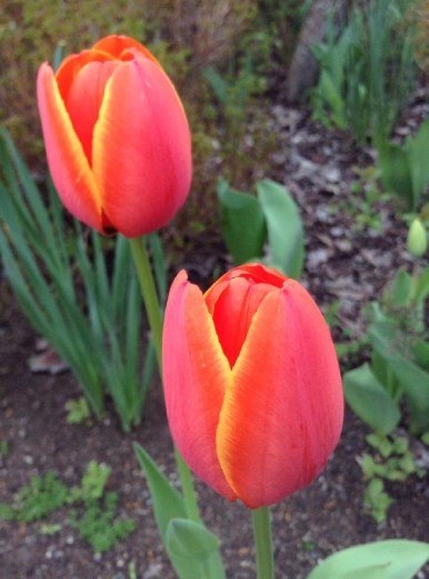 Tulips? So bright and colorful!