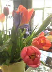 Tulips :): by ciel, Views[246]