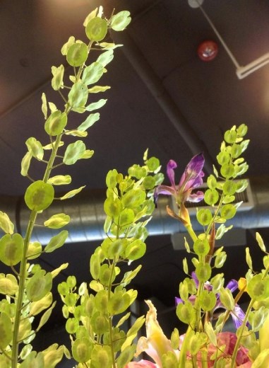 I love our local plants. Awesome!