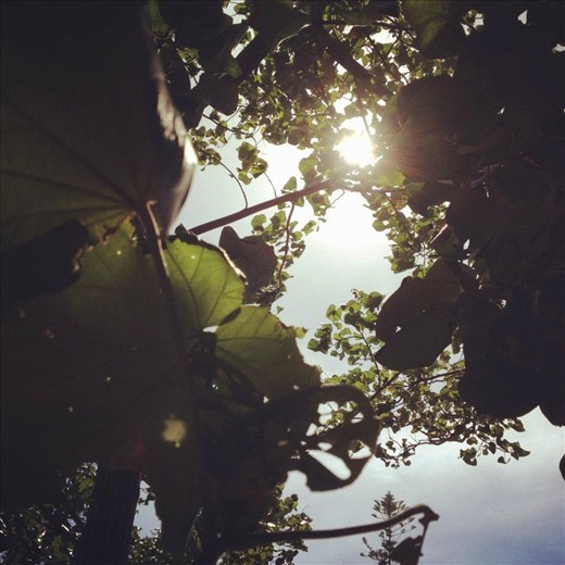 Scarborough, QLD.


Day dreaming and looking through the trees and leafs. Best medicine when you dream away.