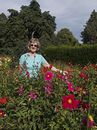 Dahlias at the Botanic garden
