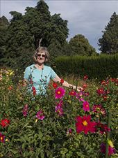 Dahlias at the Botanic garden: by cindya, Views[246]