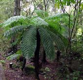 palm tree: by cindya, Views[322]