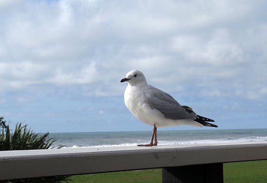 gull near Tasman Sea