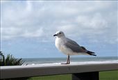 gull near Tasman Sea: by cindya, Views[245]