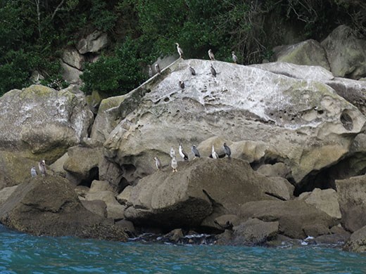 The King Shag in the middle!!