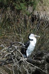 the pied shag: by cindya, Views[340]