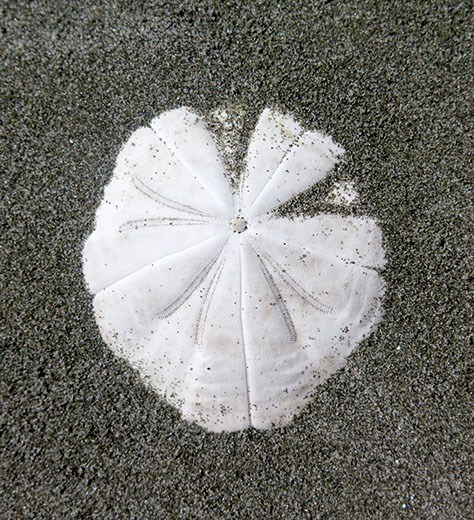 sand dollar