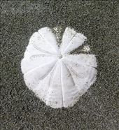 sand dollar: by cindya, Views[371]