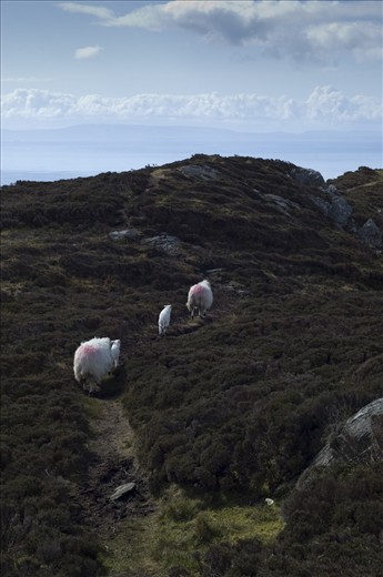 Even the most remote and steep slopes in Ireland are inhabited by sheep