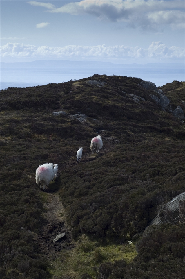 Even the most remote and steep slopes in Ireland are inhabited by sheep