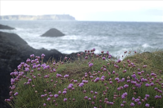 Heather is one of the symbols of Ireland covering extensive hillside