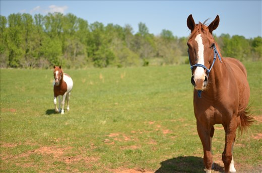 Roy and Misty, two horses kept on the farm at the time.