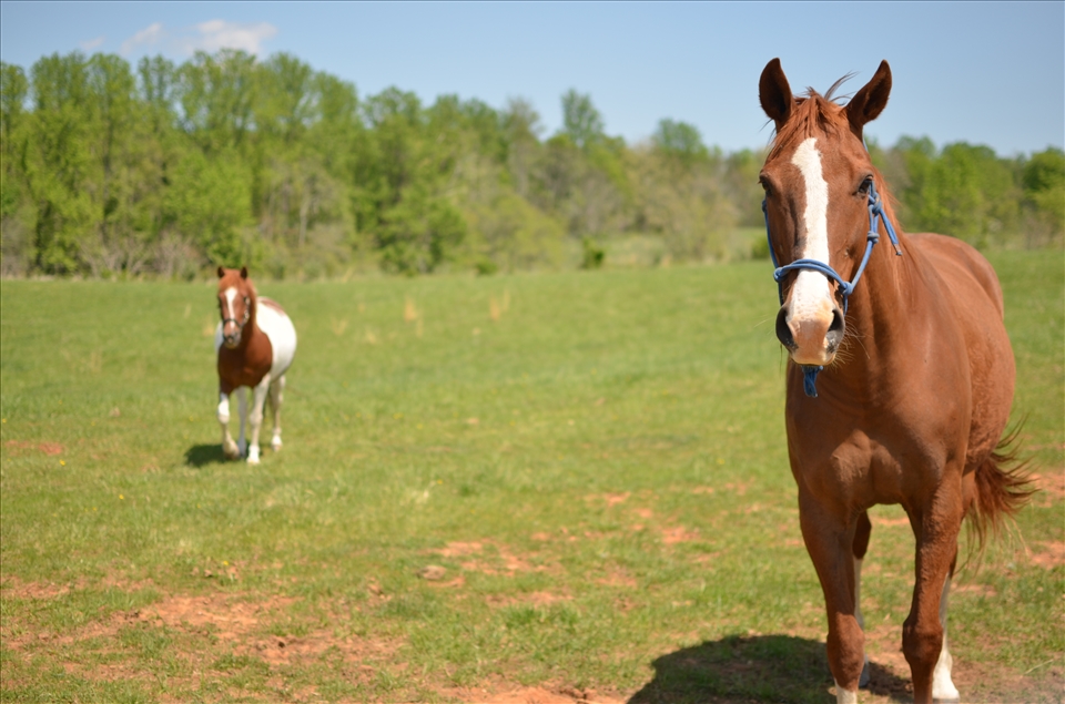 Roy and Misty, two horses kept on the farm at the time.