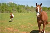 Roy and Misty, two horses kept on the farm at the time.: by cityboyturned, Views[320]