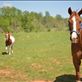 Roy and Misty, two horses kept on the farm at the time.: by cityboyturned, Views[262]