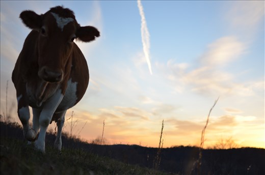 Holly, the first cow I ever saw calving.