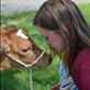 My wife, Anna, with a young Guernsey calf, Nova. : by cityboyturned, Views[250]