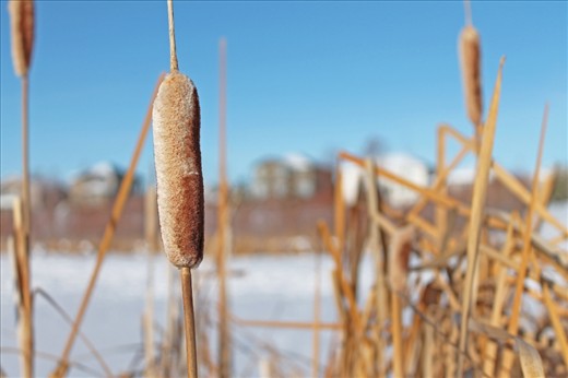 the winter months have taken its tole on the once lively cattails. 