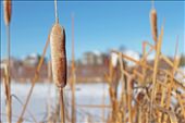 the winter months have taken its tole on the once lively cattails. : by citynature, Views[245]