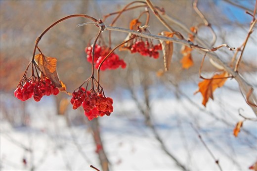 Even in the barren winter, some color still remains.  