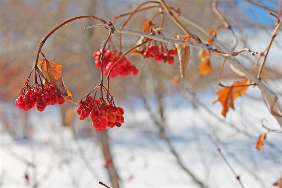 Even in the barren winter, some color still remains.  