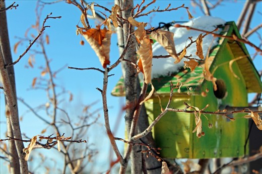 Though the birds are long gone, their home awaits their spring return. 