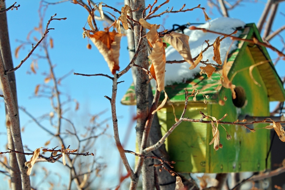 Though the birds are long gone, their home awaits their spring return. 