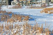 what once was a pond, is now a barren field covered in ice and snow. : by citynature, Views[286]