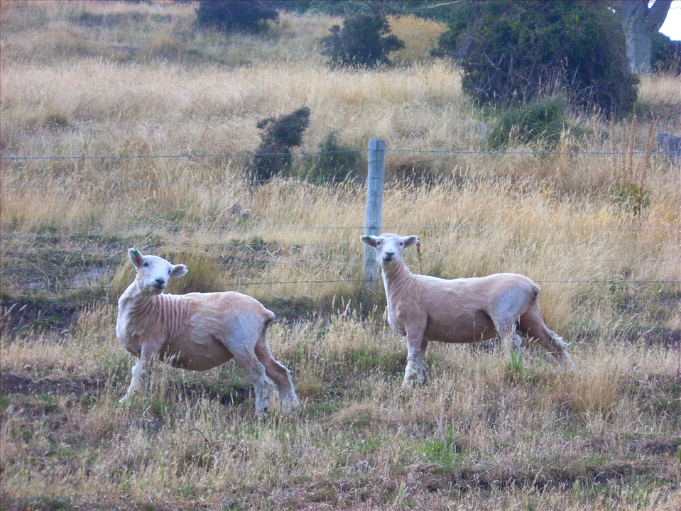 Sheep out number people roughly 8 to 1 in NZ