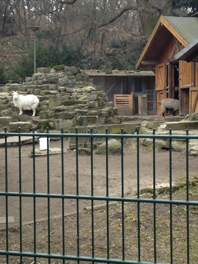 Goat friends at Viktoria park