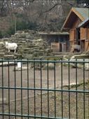Goat friends at Viktoria park: by cjjane, Views[237]