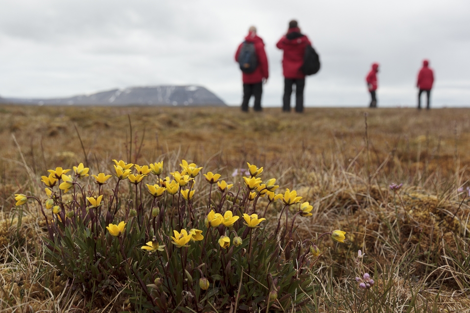 Exploring the arctic tundra, where yellow saxifrage grows abundantly.