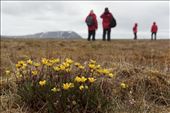Exploring the arctic tundra, where yellow saxifrage grows abundantly.: by claire99, Views[261]