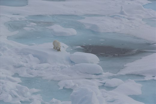 A curious young polar bear approaches.