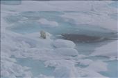 A curious young polar bear approaches.: by claire99, Views[265]