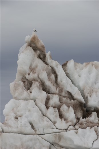 A black-legged kittiwake sits atop the floating ice.
