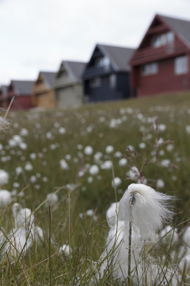 Arctic cotton grass grows abundantly, including in the town of Longyearbyen.
