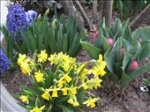 Spring Time in NYC: by claireanddanielcycling2014, Views[198]
