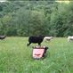 Curious Sheep!: by claireanddanielcycling2014, Views[112]
