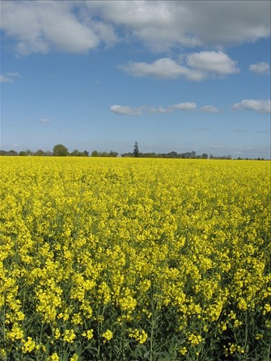 Canola fields, Normandie